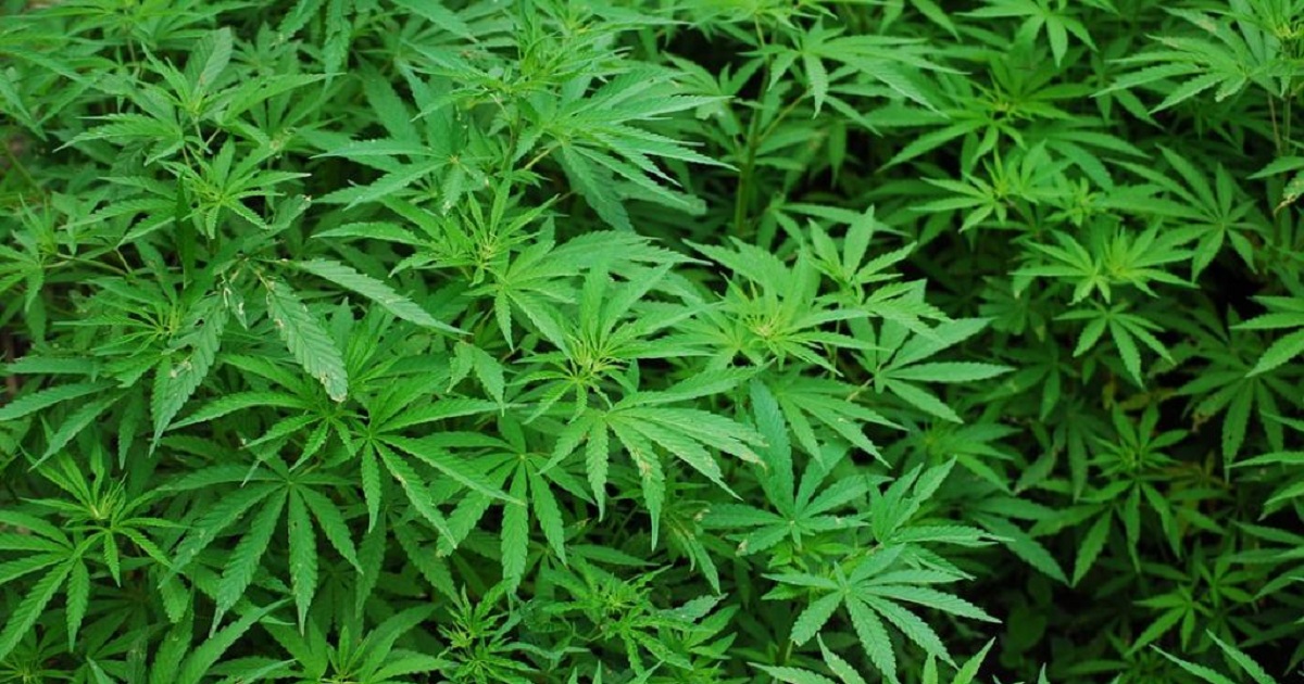 Frequent Marijuana Use Linked with Stroke and Arrhythmia
