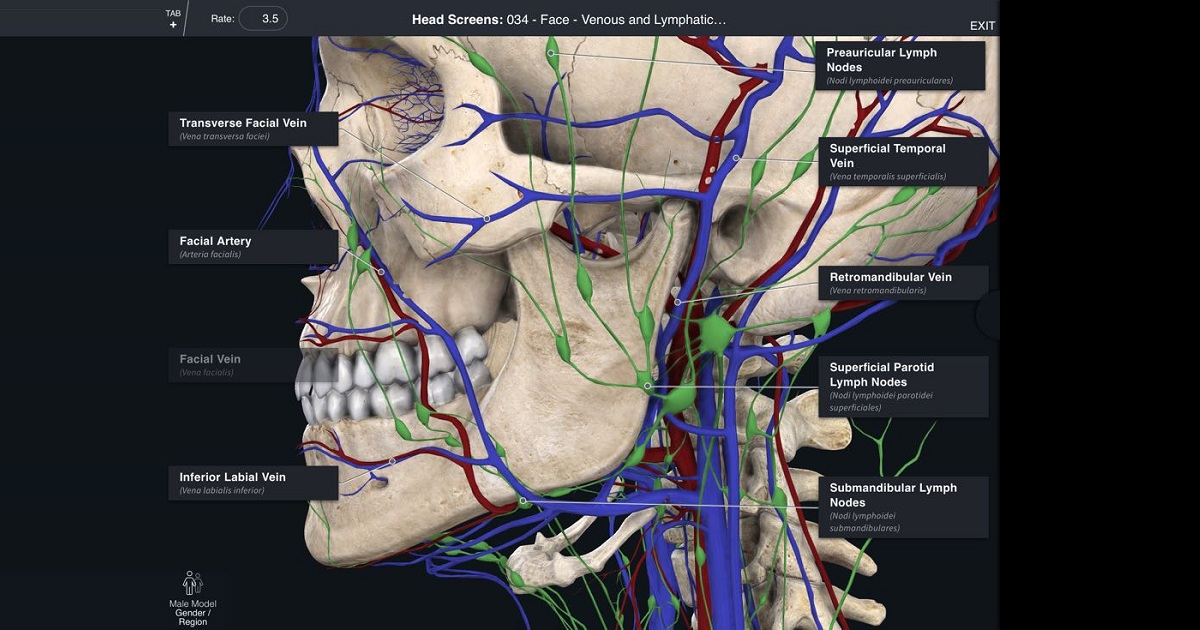 Elsevier Acquires 3D Anatomy Platform 3D4Medical